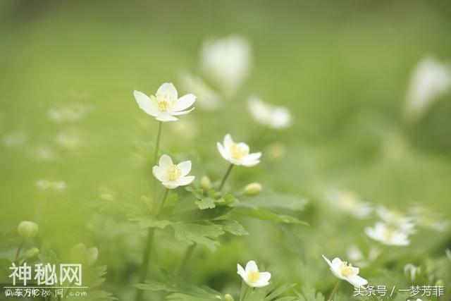 【一梦芳菲】清明，另一种表达-1.jpg