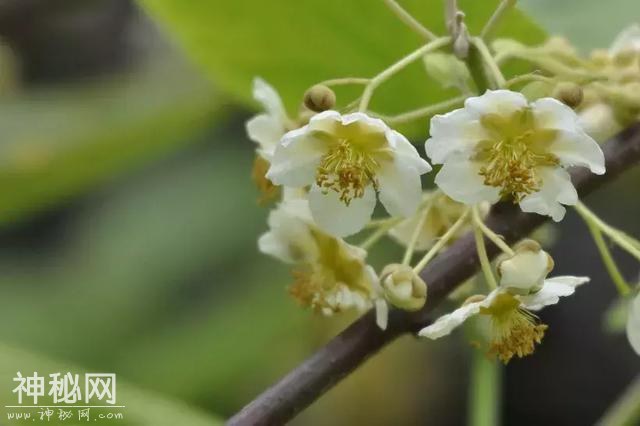 用清明节三天时间，给你一个重新认识蒲江的机会-32.jpg