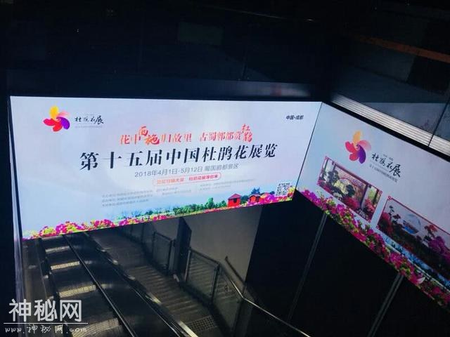 地铁还能这么搞！发红包，送福利，还玩穿越！身临其境游杜鹃花海-4.jpg