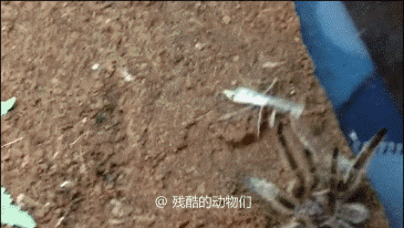 第213期：看了回味无穷猎奇野性惊奇的野生动物动图合集。-1.jpg
