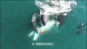 第213期：看了回味无穷猎奇野性惊奇的野生动物动图合集。-4.jpg