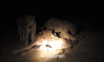 第213期：看了回味无穷猎奇野性惊奇的野生动物动图合集。-5.jpg