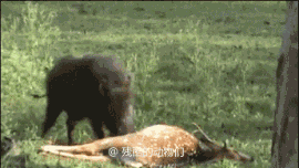 第213期：看了回味无穷猎奇野性惊奇的野生动物动图合集。-12.jpg