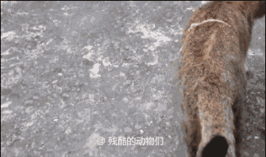 第213期：看了回味无穷猎奇野性惊奇的野生动物动图合集。-11.jpg