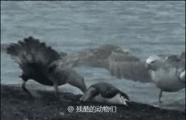 第213期：看了回味无穷猎奇野性惊奇的野生动物动图合集。-10.jpg