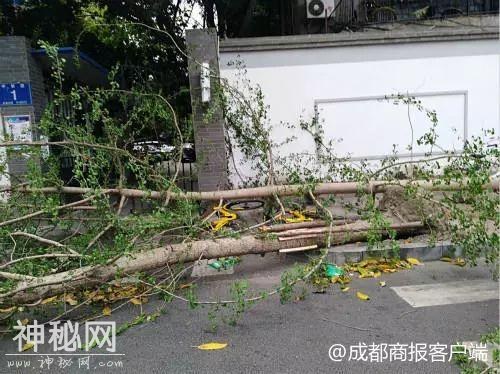 谁能想到 熬过了冬天却差点冻死在春天……不过明起回温！-21.jpg