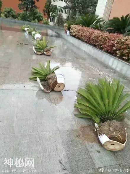 谁能想到 熬过了冬天却差点冻死在春天……不过明起回温！-25.jpg