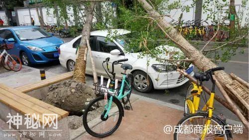 谁能想到 熬过了冬天却差点冻死在春天……不过明起回温！-22.jpg