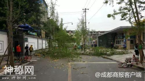 谁能想到 熬过了冬天却差点冻死在春天……不过明起回温！-20.jpg