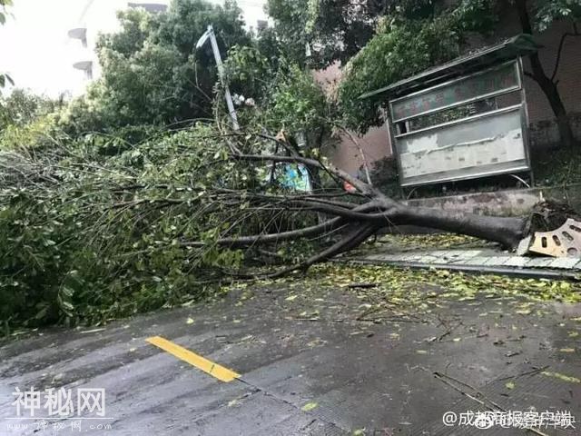 谁能想到 熬过了冬天却差点冻死在春天……不过明起回温！-24.jpg