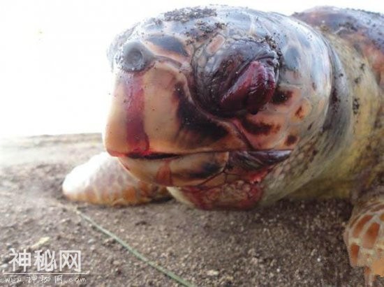 直击：环境污染对动物造成触目惊心伤害的画面-2.jpg