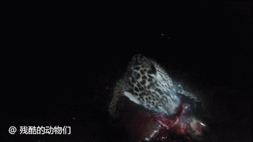 第214期：看了感慨万千猎奇、野性的野生动物动图合集。-1.jpg