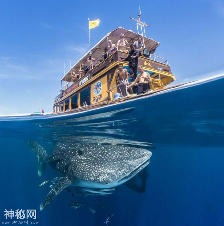 9张动物在水下的照片，它们的模样你一定没见过-3.jpg