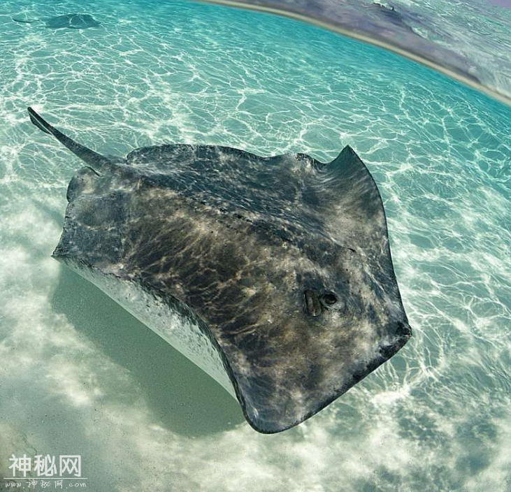 9张动物在水下的照片，它们的模样你一定没见过-9.jpg