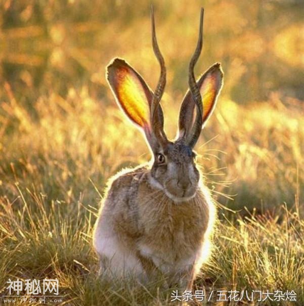 这5种未知生物有可能存在, 第3种存活性较大-5.jpg