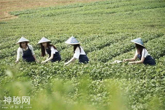 青推荐｜只需三天时间，给你一个重新认识蒲江的机会！-10.jpg