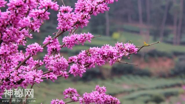青推荐｜只需三天时间，给你一个重新认识蒲江的机会！-14.jpg