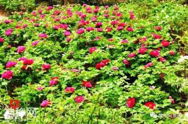 牡丹何须羡洛阳？咱襄阳也有万亩牡丹花海！-1.jpg