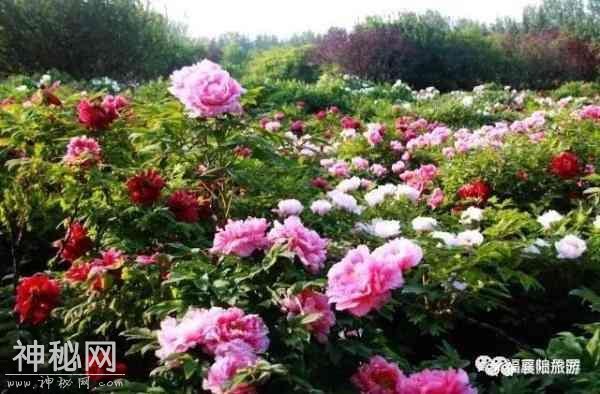牡丹何须羡洛阳？咱襄阳也有万亩牡丹花海！-9.jpg