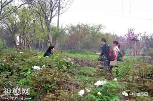牡丹何须羡洛阳？咱襄阳也有万亩牡丹花海！-8.jpg