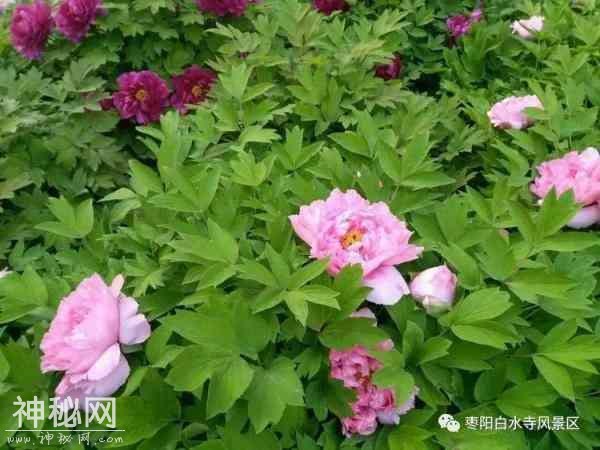 牡丹何须羡洛阳？咱襄阳也有万亩牡丹花海！-14.jpg