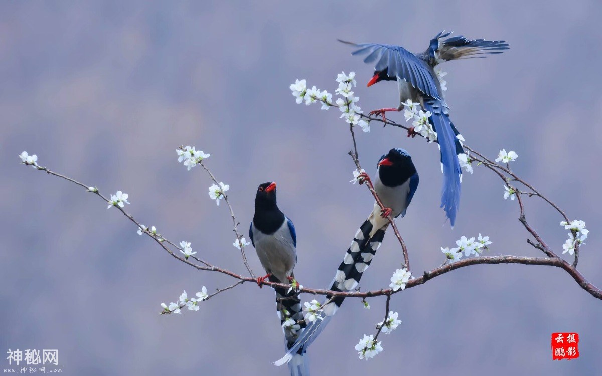 图虫人文摄影：红嘴蓝鹊戏桃花-1.jpg