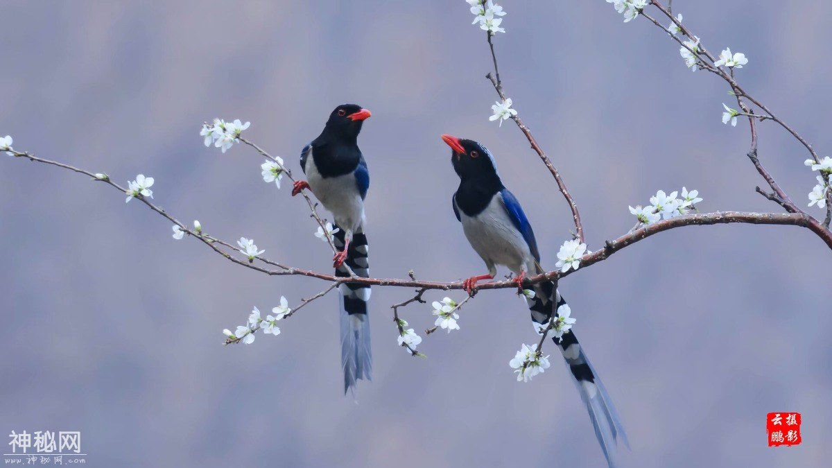 图虫人文摄影：红嘴蓝鹊戏桃花-3.jpg