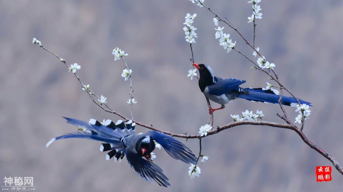 图虫人文摄影：红嘴蓝鹊戏桃花-4.jpg