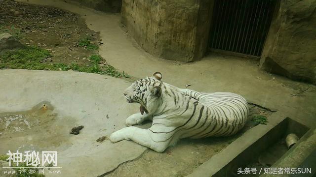 邀请大家一起来分享成都动物园里的各种动物-8.jpg