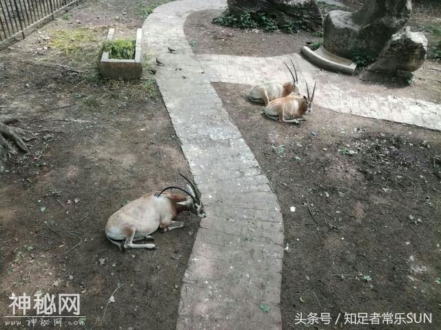 邀请大家一起来分享成都动物园里的各种动物-15.jpg