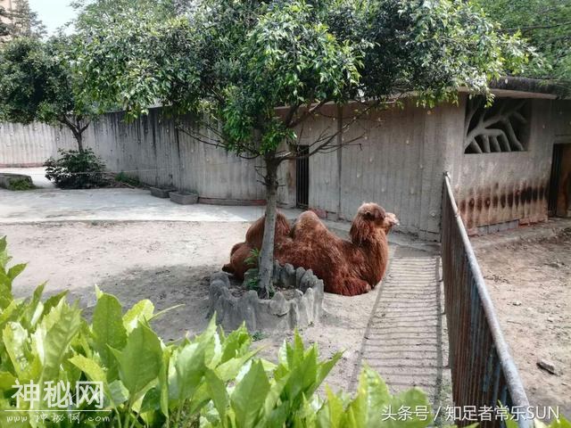 邀请大家一起来分享成都动物园里的各种动物-14.jpg
