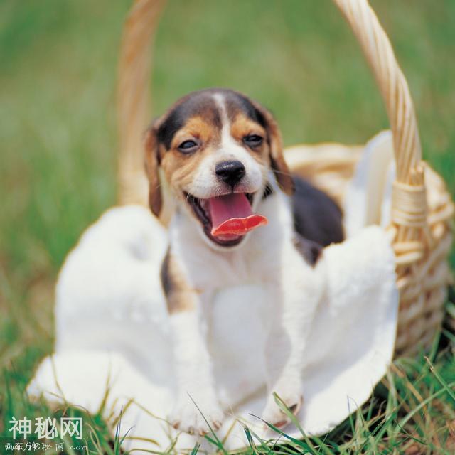 死貓吊树头，死狗放水流？这种风俗可取吗？都说狗狗通灵是真的么-4.jpg