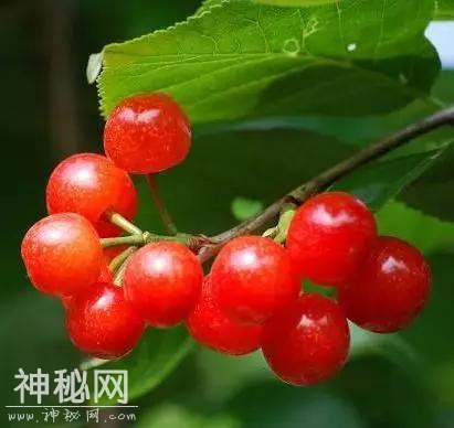 樱桃红了！成都周边10处必备采摘地！收好不谢！-1.jpg