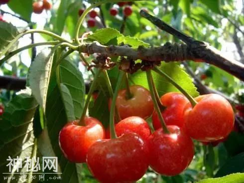 樱桃红了！成都周边10处必备采摘地！收好不谢！-34.jpg