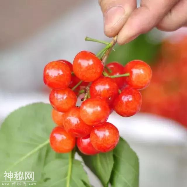 樱桃红了！成都周边10处必备采摘地！收好不谢！-42.jpg