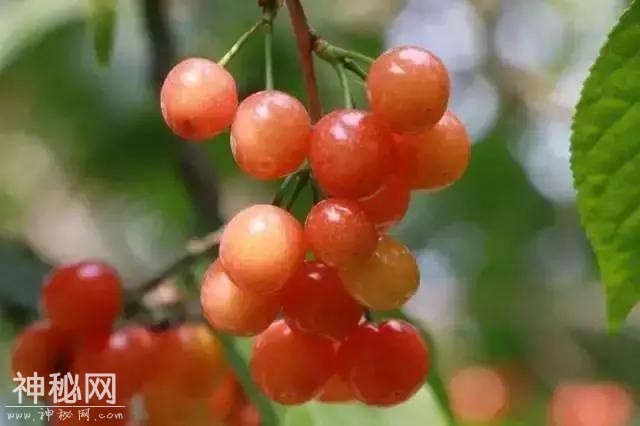 樱桃红了！成都周边10处必备采摘地！收好不谢！-26.jpg