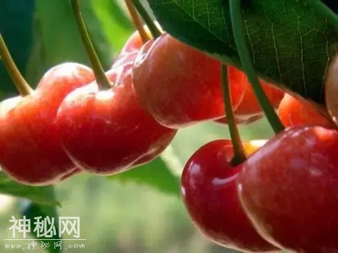 樱桃红了！成都周边10处必备采摘地！收好不谢！-35.jpg