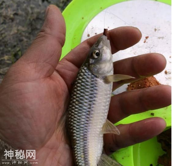 成都小伙教你蚯蚓钓鱼三绝招，学会这几招，让你渔获翻倍！-3.jpg