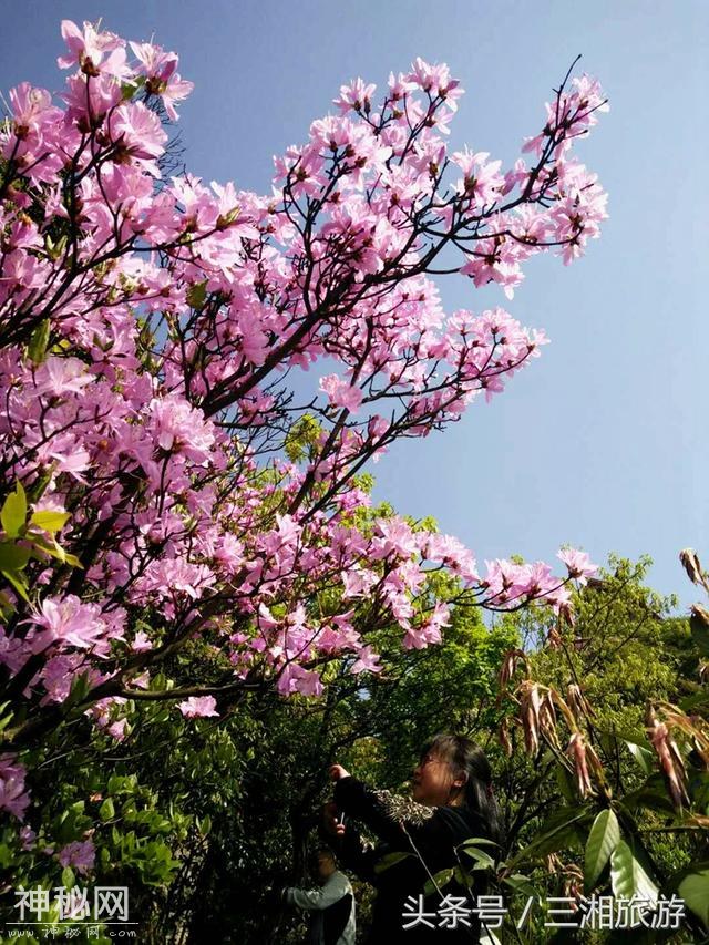 株洲有个“古南岳”，如今杜鹃妖娆盛开，染红了青山和绿水-7.jpg