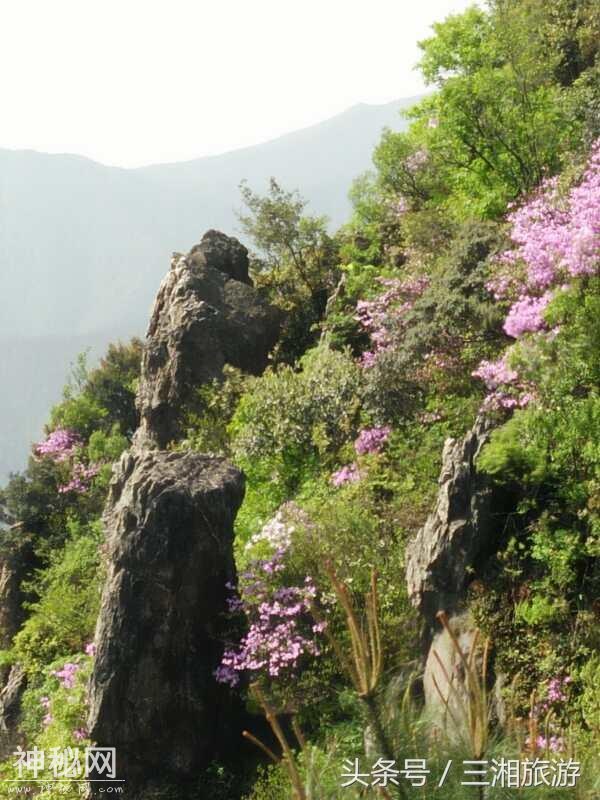 株洲有个“古南岳”，如今杜鹃妖娆盛开，染红了青山和绿水-6.jpg