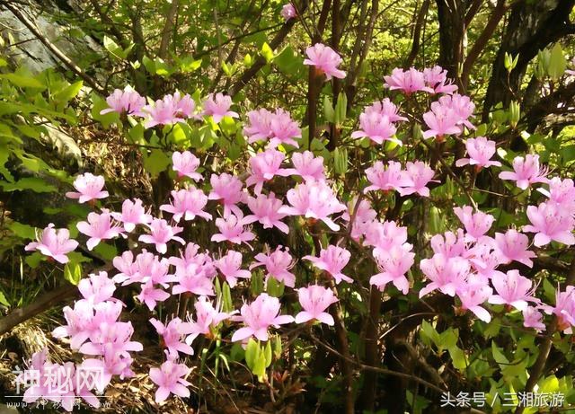 株洲有个“古南岳”，如今杜鹃妖娆盛开，染红了青山和绿水-10.jpg