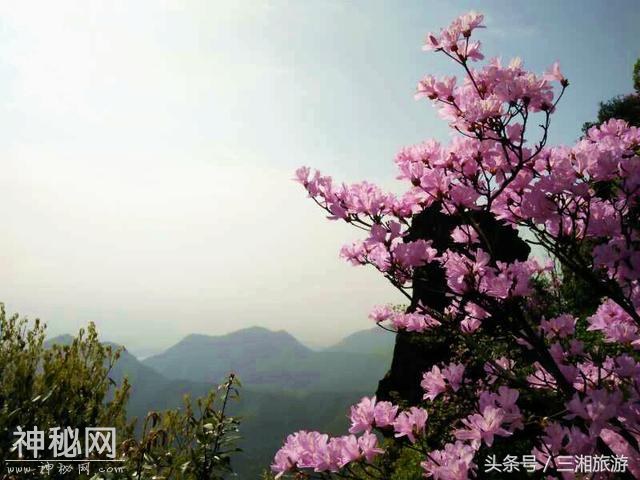 株洲有个“古南岳”，如今杜鹃妖娆盛开，染红了青山和绿水-8.jpg