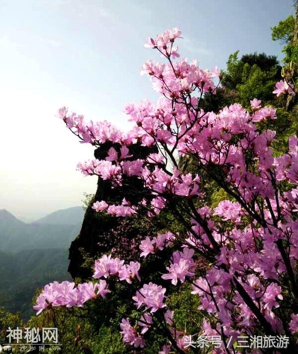 株洲有个“古南岳”，如今杜鹃妖娆盛开，染红了青山和绿水-5.jpg