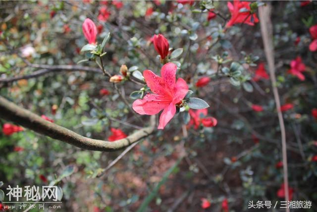 株洲有个“古南岳”，如今杜鹃妖娆盛开，染红了青山和绿水-13.jpg