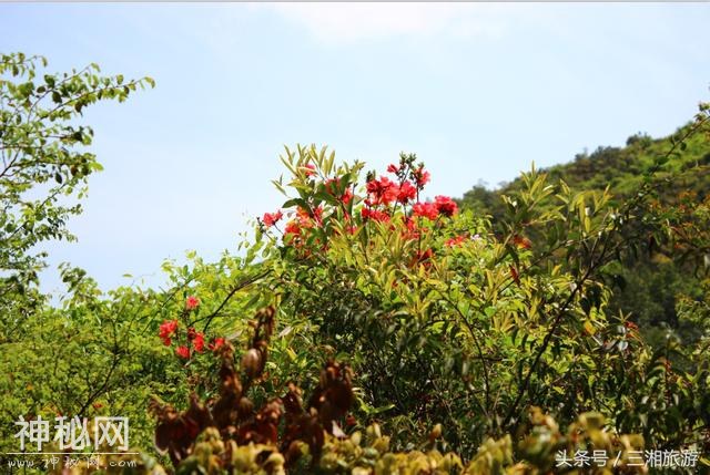 株洲有个“古南岳”，如今杜鹃妖娆盛开，染红了青山和绿水-12.jpg