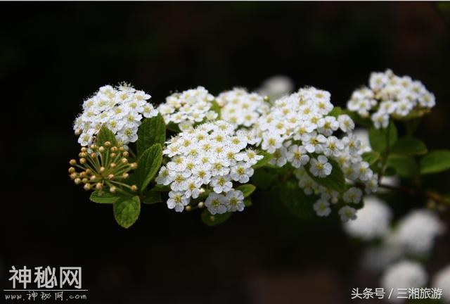 株洲有个“古南岳”，如今杜鹃妖娆盛开，染红了青山和绿水-16.jpg