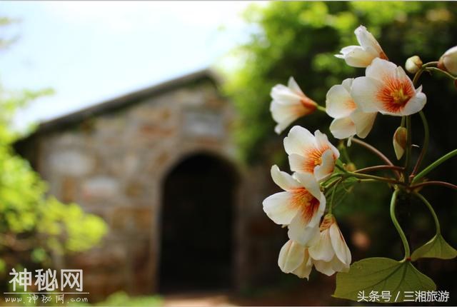 株洲有个“古南岳”，如今杜鹃妖娆盛开，染红了青山和绿水-14.jpg