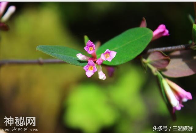 株洲有个“古南岳”，如今杜鹃妖娆盛开，染红了青山和绿水-15.jpg