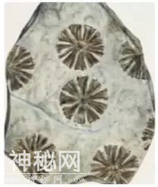 龙门涧现野人-5.jpg