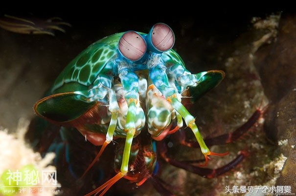 堪比神兽的地球罕见生物-8.jpg